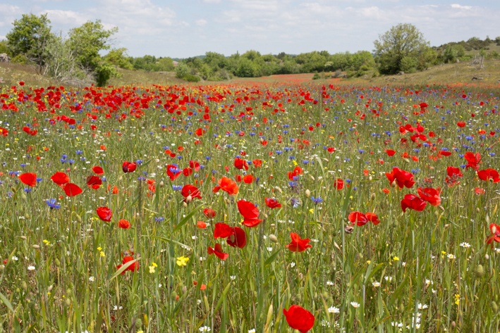 Champ de coquelicots